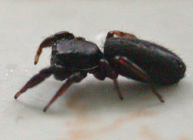 Metacyrba taeniola